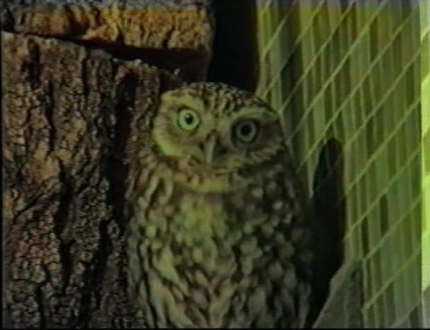 Image result for an owl is an owl is an owl chris marker